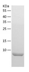    CCDC23 / Recombinant Human CCDC23