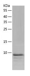    FAM19A2 / Recombinant Human FAM19A2