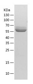    GLIS1 / Recombinant Human GLIS1