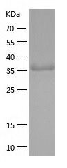 Recombinant Mouse TMPRSS4