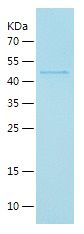 Recombinant Mouse METRNL