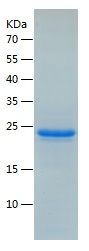 Recombinant Mouse PLET1