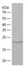    THAP3 / Recombinant Human THAP3