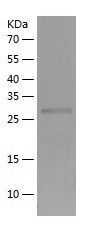    GLYL2 / Recombinant Human GLYL2