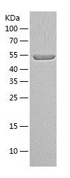    PPIL4 / Recombinant Human PPIL4