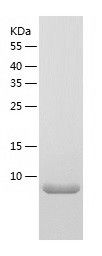    C3orf10 / Recombinant Human C3orf10