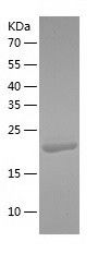    BCL7C / Recombinant Human BCL7C