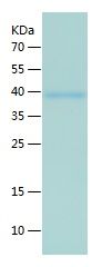    CANT1 / Recombinant Human CANT1