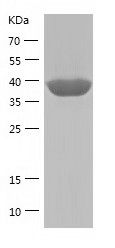    APOBEC4 / Recombinant Human APOBEC4