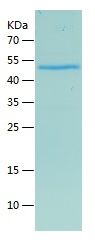    ITLN1 / Recombinant Human ITLN1