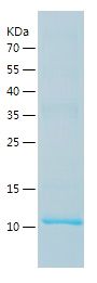    NRG4 / Recombinant Human NRG4