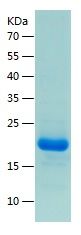    IL-1F10 / Recombinant Human IL-1F10