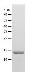    METTL21A / Recombinant Human METTL21A