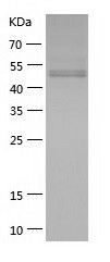    Secretogranin 3 / Recombinant Human Secretogranin 3