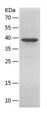    Titin / Recombinant Human Titin