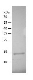    THRSP / Recombinant Human THRSP