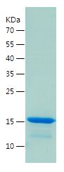    CREBBP / Recombinant Human CREBBP