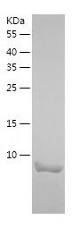    KAT2A / Recombinant Human KAT2A