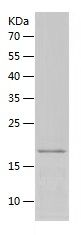    EDA / Recombinant Human EDA