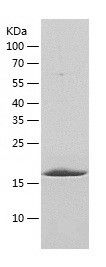    Bcl2L2 / Recombinant Human Bcl2L2