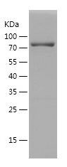    USP9xCatalytic domain / Recombinant Human USP9xCatalytic domain