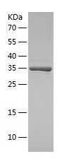    HAUSP / Recombinant Human HAUSP