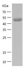    HGD / Recombinant Human HGD