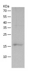    TSR2 / Recombinant Human TSR2