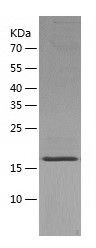    NCE2 / Recombinant Human NCE2