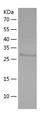    PAC-2 / Recombinant Human PAC-2