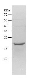    OBFC2A / Recombinant Human OBFC2A