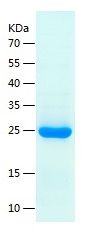    RPE / Recombinant Human RPE