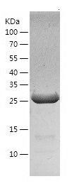    Repulsive Guidance Molecule A / Recombinant Human Repulsive Guidance Molecule A