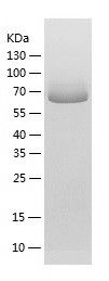    ACSF2 / Recombinant Human ACSF2