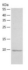    DNAJC19 / Recombinant Human DNAJC19