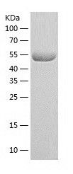    HSPBAP1 / Recombinant Human HSPBAP1