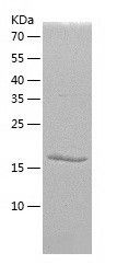    C14orf126 / Recombinant Human C14orf126