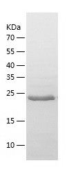    APIP / Recombinant Human APIP