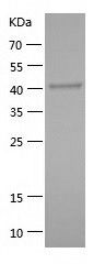    SPF45 / Recombinant Human SPF45