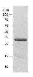    PBK / Recombinant Human PBK