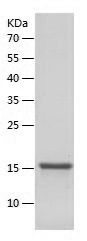    MCEE / Recombinant Human MCEE