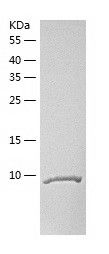    BAFF-R / Recombinant Human BAFF-R