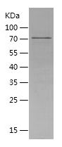    CRBN / Recombinant Human CRBN