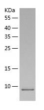    HBEGF / Recombinant Human HBEGF