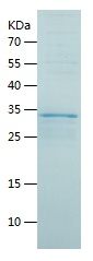    Proteasome 20S beta 7 / Recombinant Human Proteasome 20S beta 7