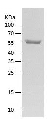    CPNE1 / Recombinant Human CPNE1