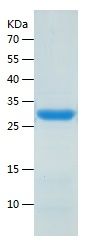    THTPA / Recombinant Human THTPA