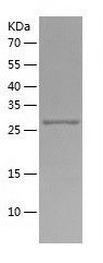    RSG1 / Recombinant Human RSG1