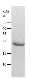    BDH2 / Recombinant Human BDH2