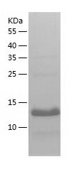    A2LD1 / Recombinant Human A2LD1